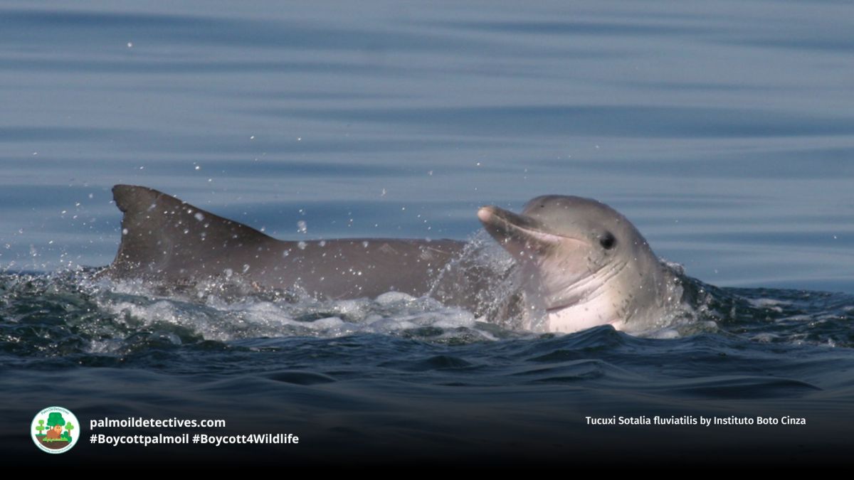 Tucuxi Sotalia fluviatilis