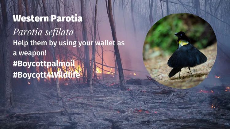 Western Parotia Parotia sefilata boycott palm oil