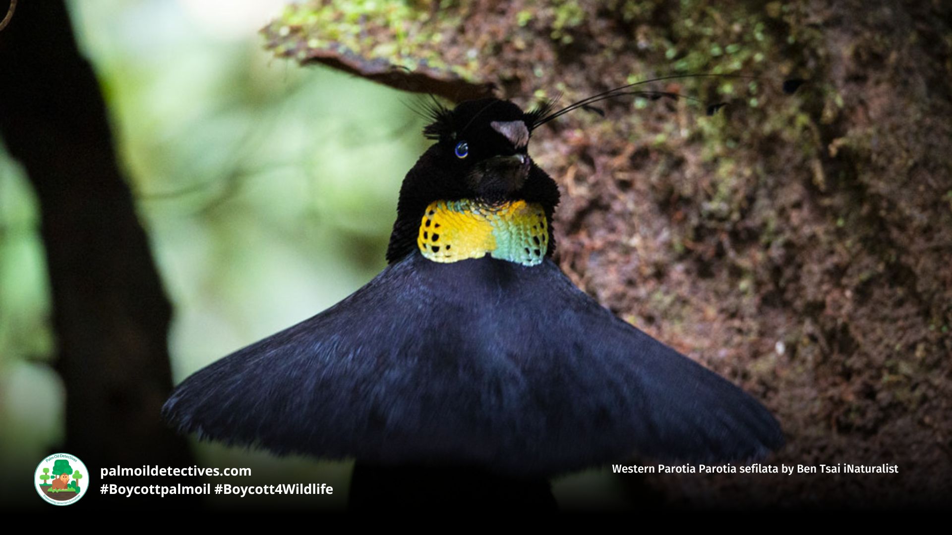 Western Parotia Parotia sefilata by Ben Tsai iNaturalist (2)