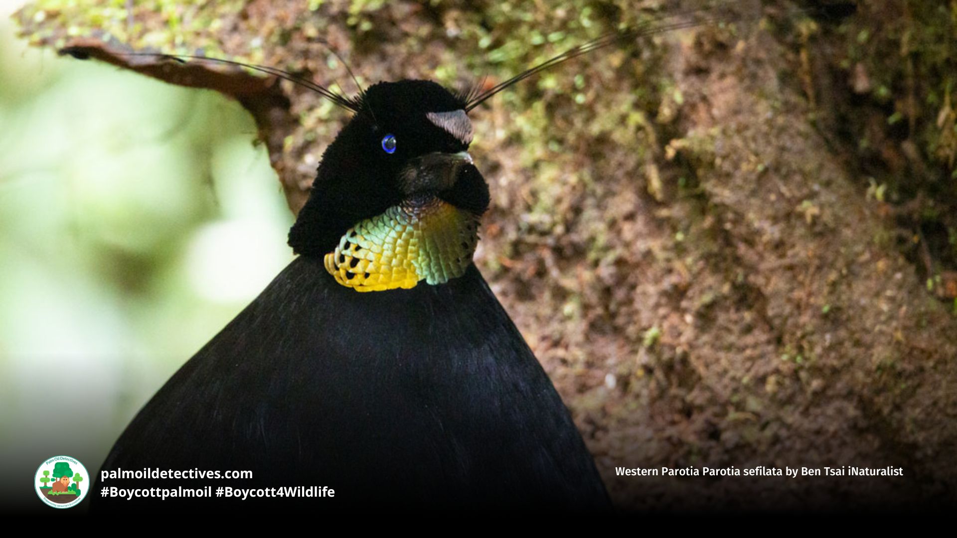 Western Parotia Parotia sefilata by Ben Tsai iNaturalist