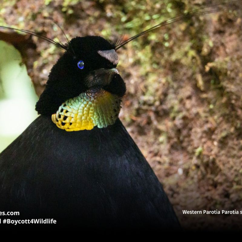 Western Parotia Parotia&nbsp;sefilata