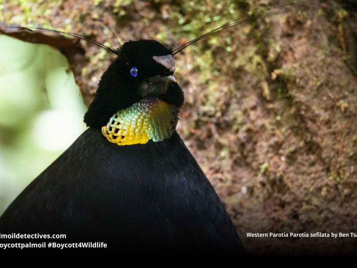 Western Parotia Parotia&nbsp;sefilata