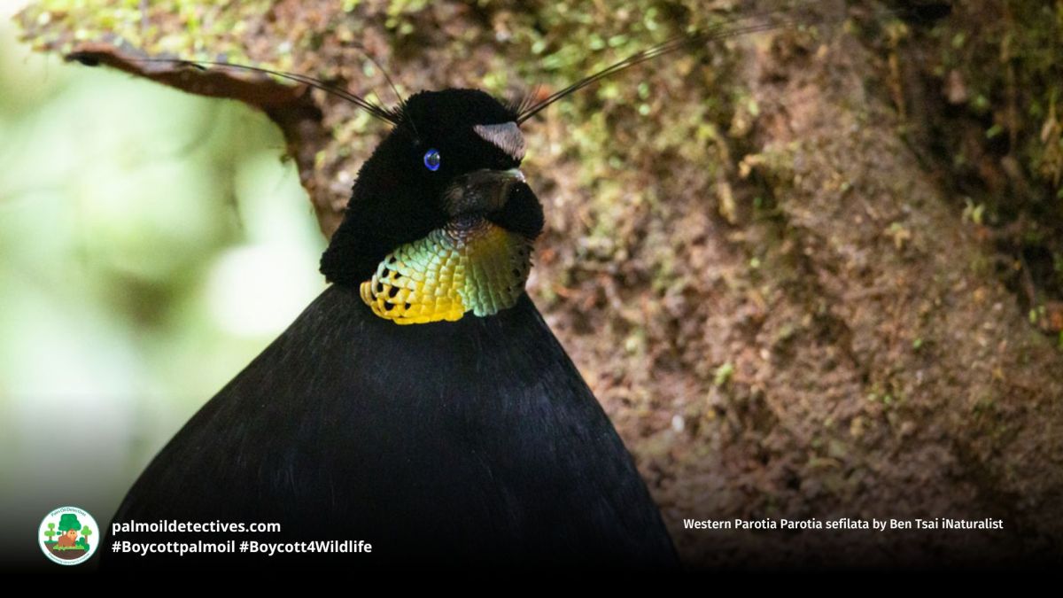 Western Parotia Parotia&nbsp;sefilata