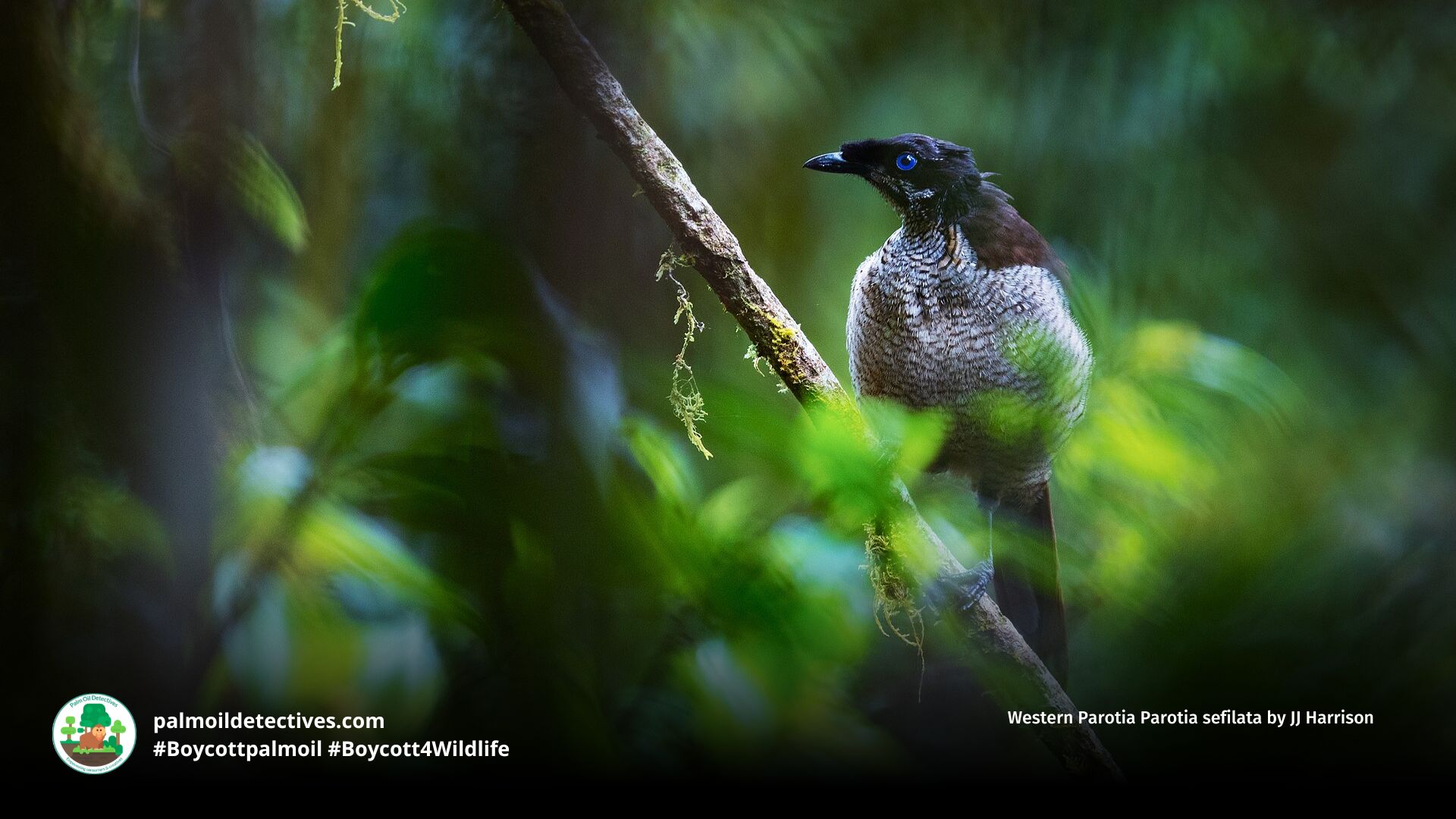 Western Parotia Parotia sefilata by JJ Harrison (2)