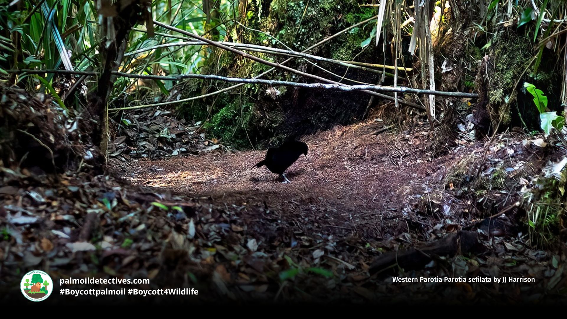 Western Parotia Parotia sefilata by JJ Harrison (3)
