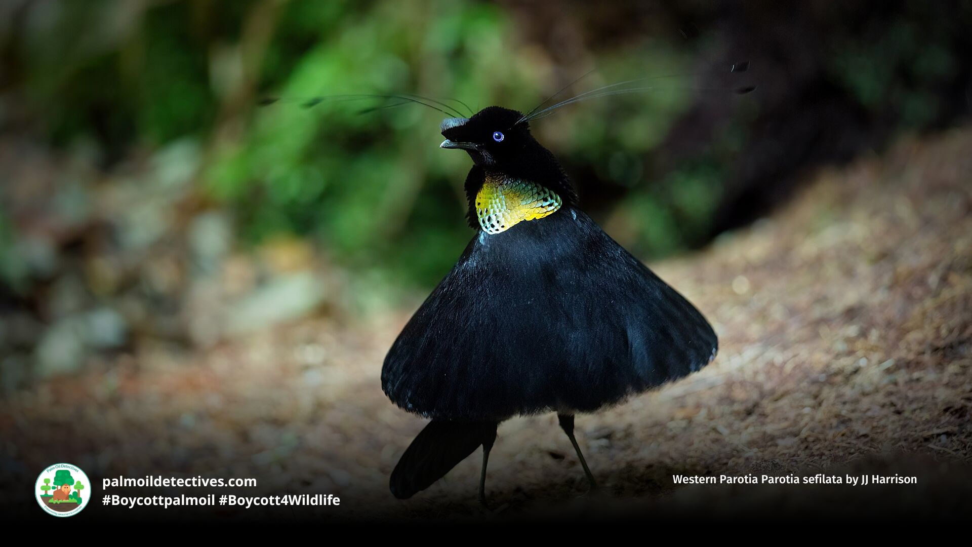 Western Parotia Parotia sefilata by JJ Harrison