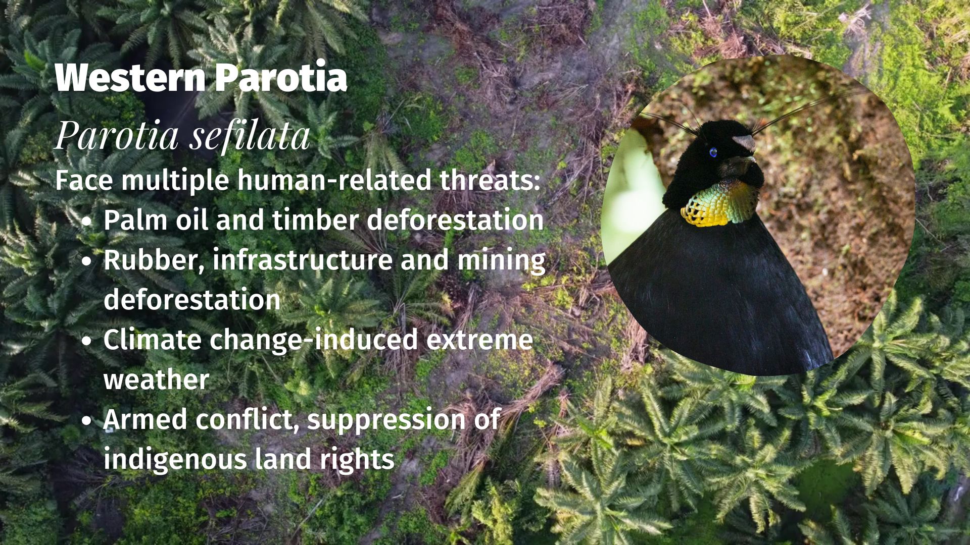 Western Parotia Parotia sefilata threats