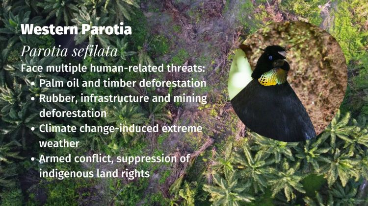 Western Parotia Parotia sefilata threats