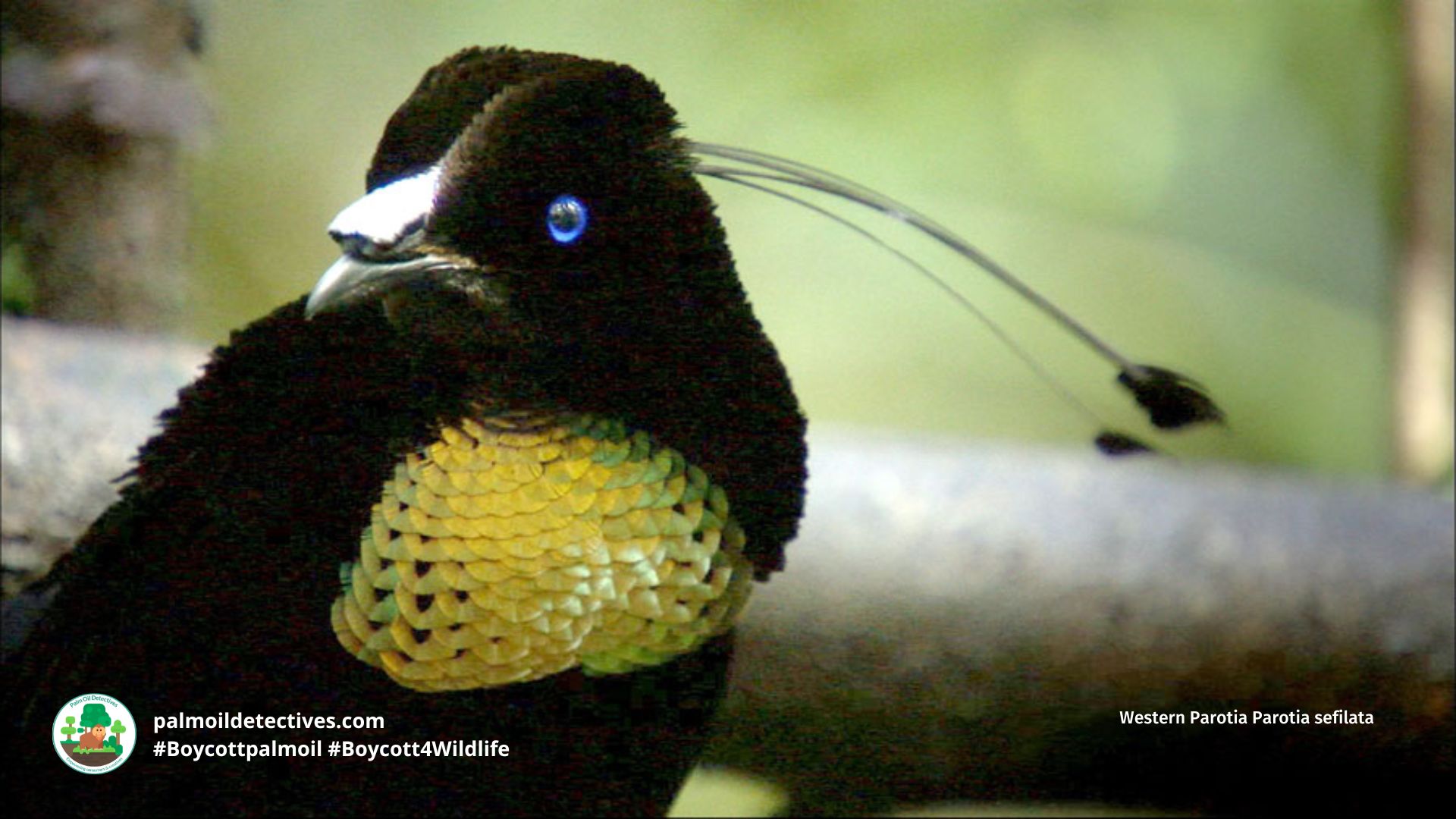 Western Parotia Parotia sefilata