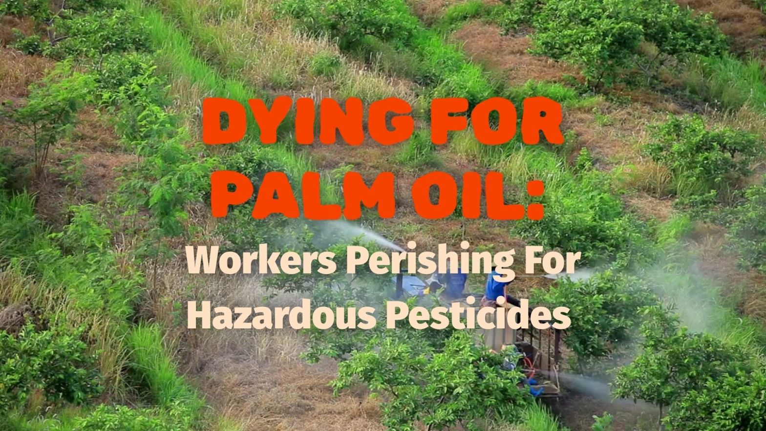 Dying For Palm Oil Palm Oil Workers Perishing for Hazardous Pesticides