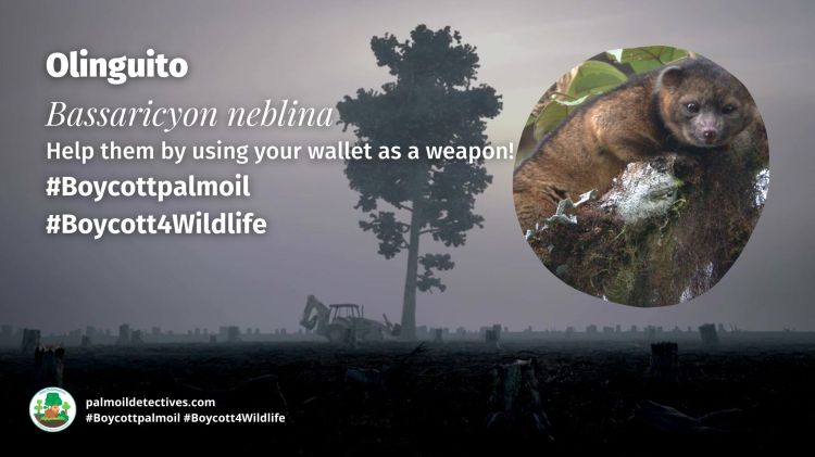 Olinguito Bassaricyon neblina boycott palm oil