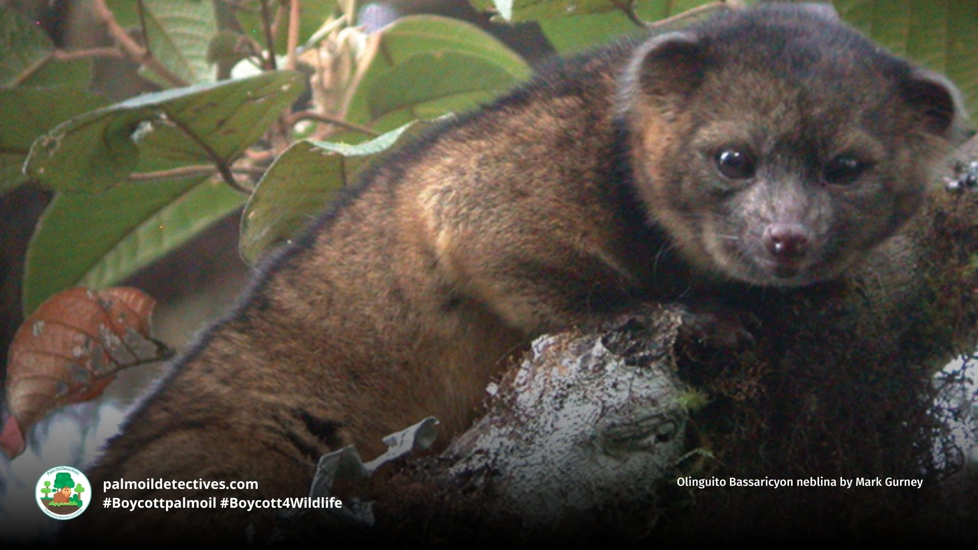 Olinguito Bassaricyon neblina by Mark Gurney (2)