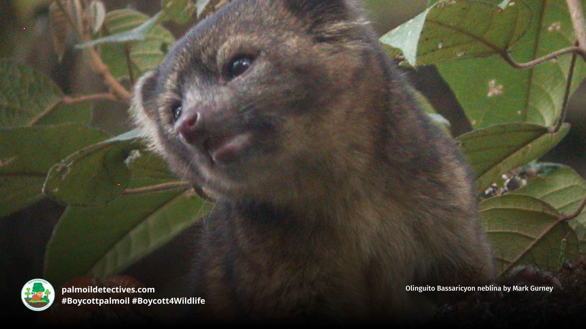 Olinguito Bassaricyon neblina by Mark Gurney