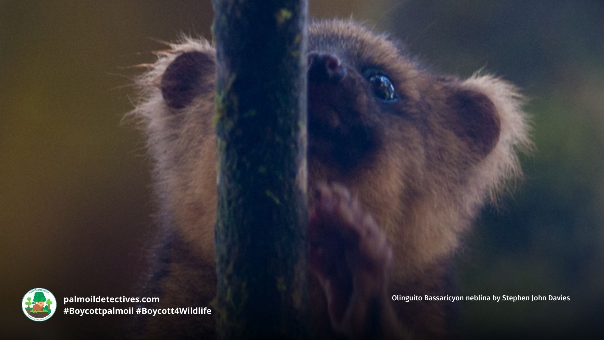 Olinguito Bassaricyon neblina by Stephen John Davies (2)