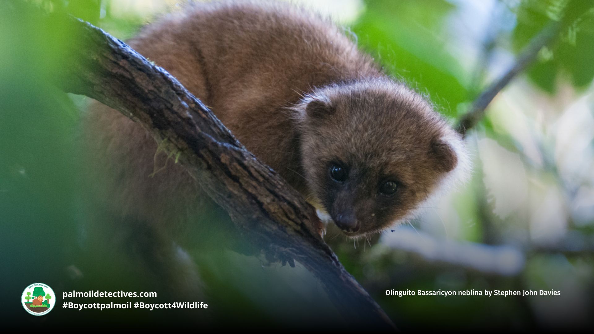 Olinguito Bassaricyon neblina by Stephen John Davies