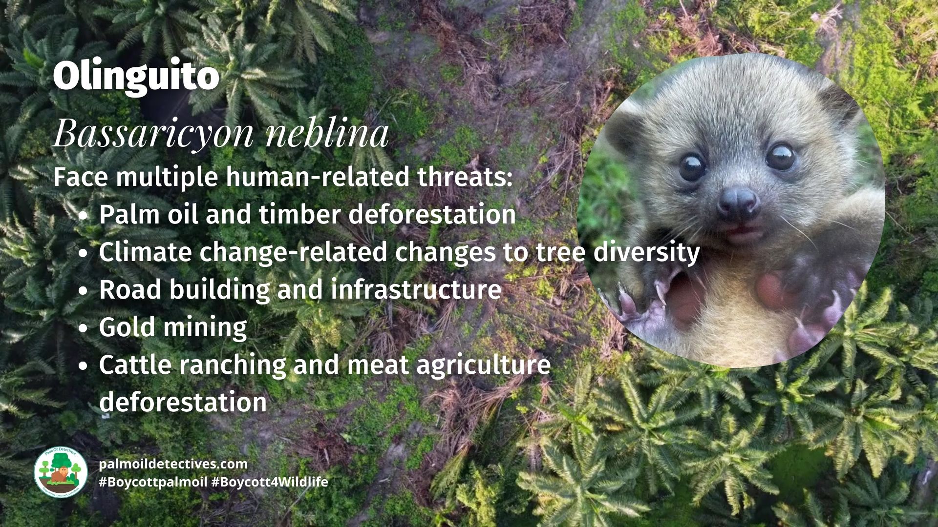 Olinguito Bassaricyon neblina threats