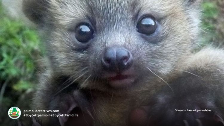 Olinguito Bassaricyon neblina
