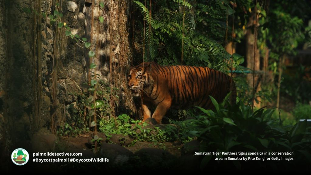 Sumatran Tiger Panthera tigris sondaic by Pito Kung for Getty Images