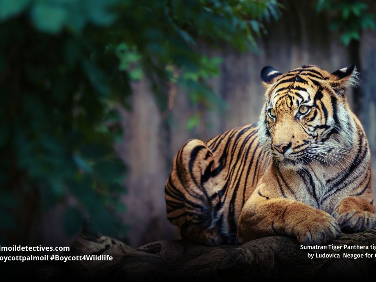 Sumatran Tiger Panthera tigris&nbsp;sondaica