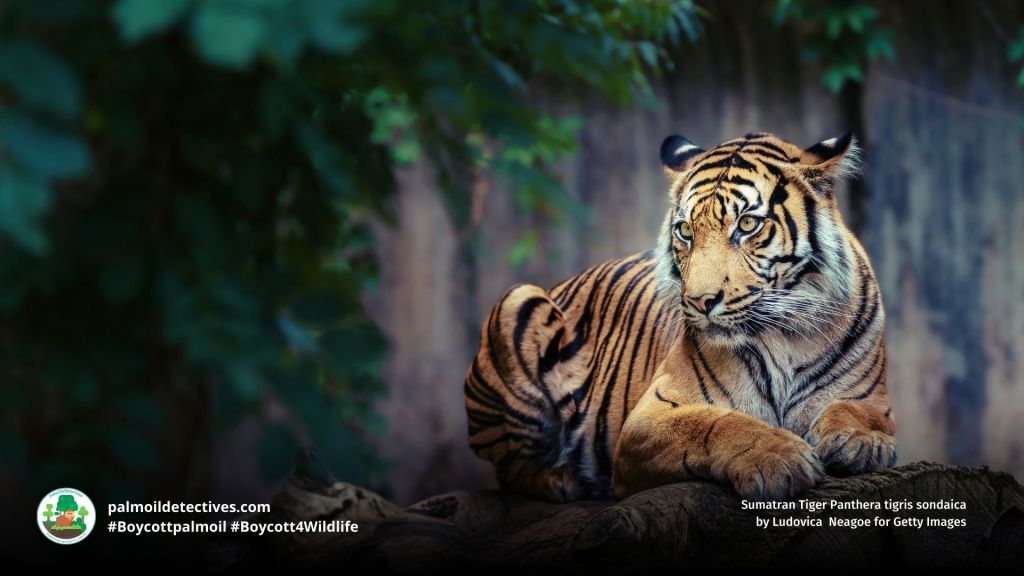 Sumatran Tiger Panthera tigris sondaica by Jupiter Images for Getty Images (2)