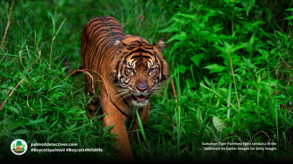 Sumatran Tiger Panthera tigris sondaica by Jupiter Images for Getty Images