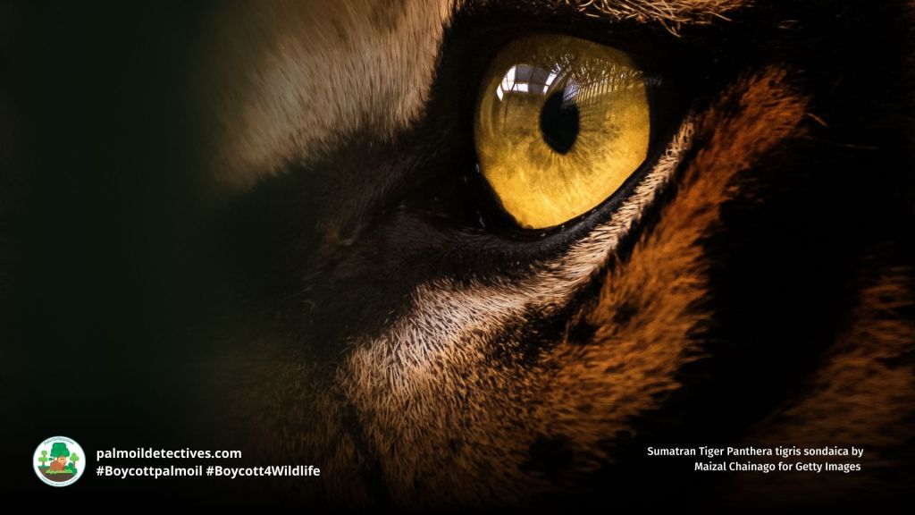 Sumatran Tiger Panthera tigris sondaica by Maizal Chainago for Getty Images