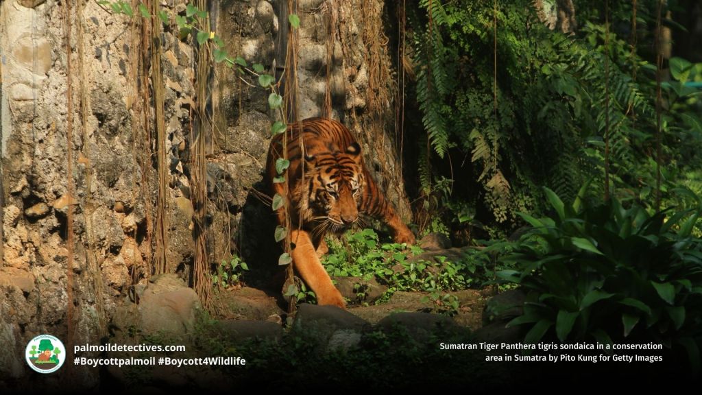 Sumatran Tiger Panthera tigris sondaica by Pito Kung for Getty Images