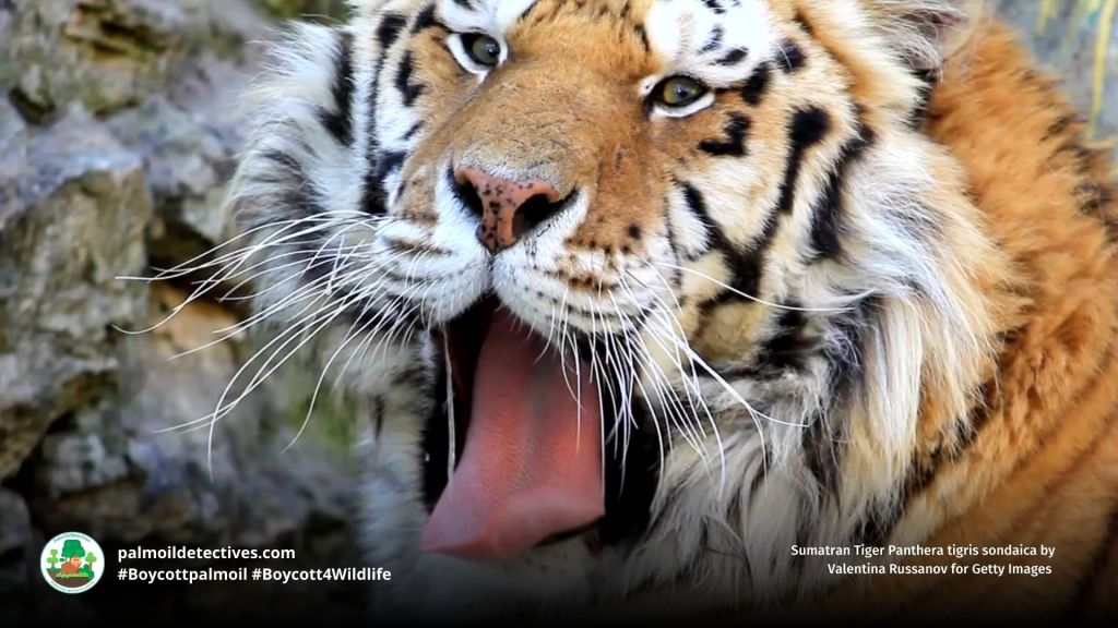 Sumatran Tiger Panthera tigris sondaica by Valentina Russanov for Getty Images