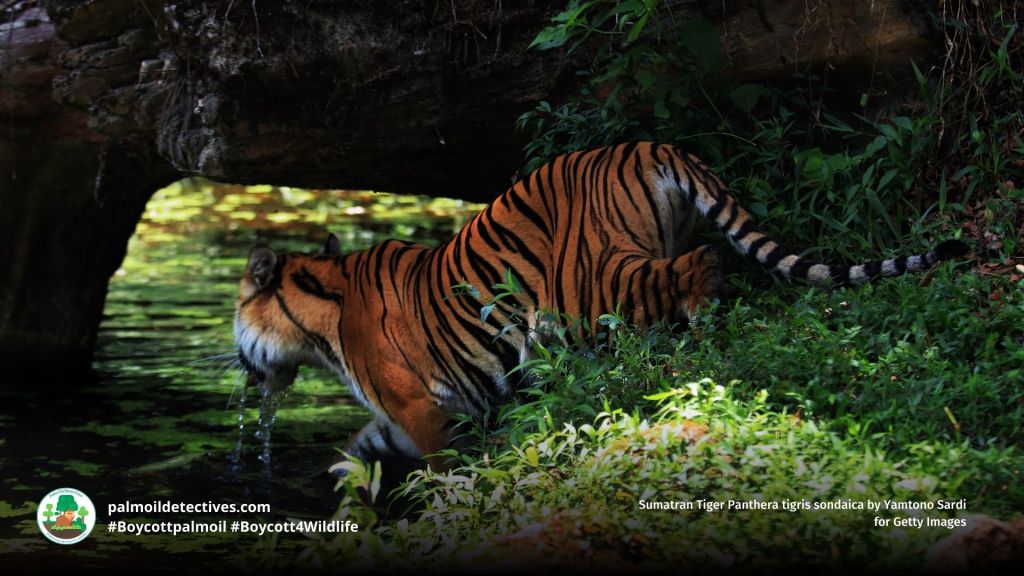Sumatran Tiger Panthera tigris sondaica by Yamtono Sardi for Getty Images