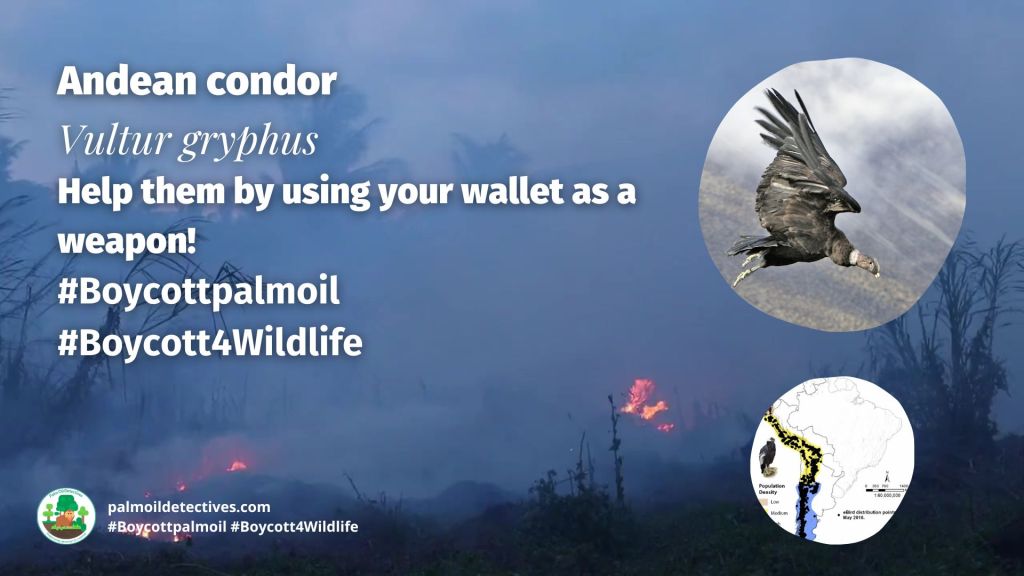 Andean condor Vultur gryphus boycott