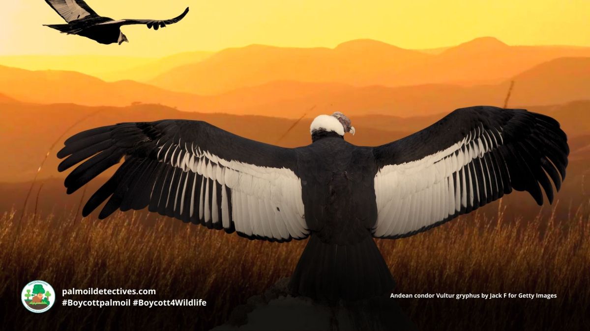 Andean condor Vultur&nbsp;gryphus