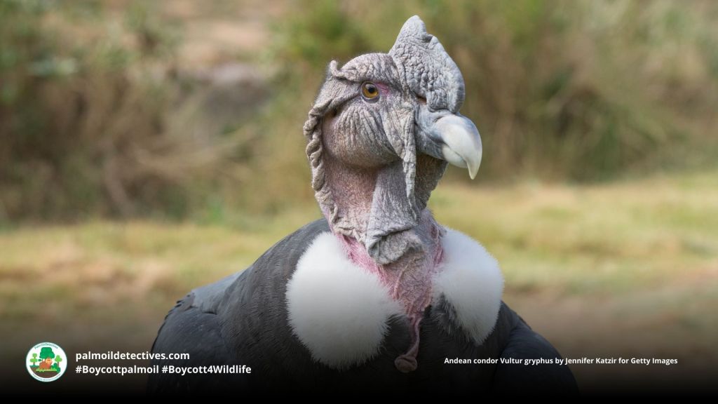 Andean condor Vultur gryphus by Jennifer Katzir for Getty Images