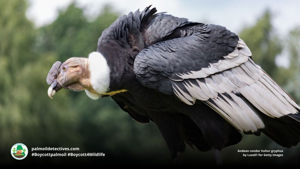 Andean condor Vultur gryphus by Lues01 for Getty Images