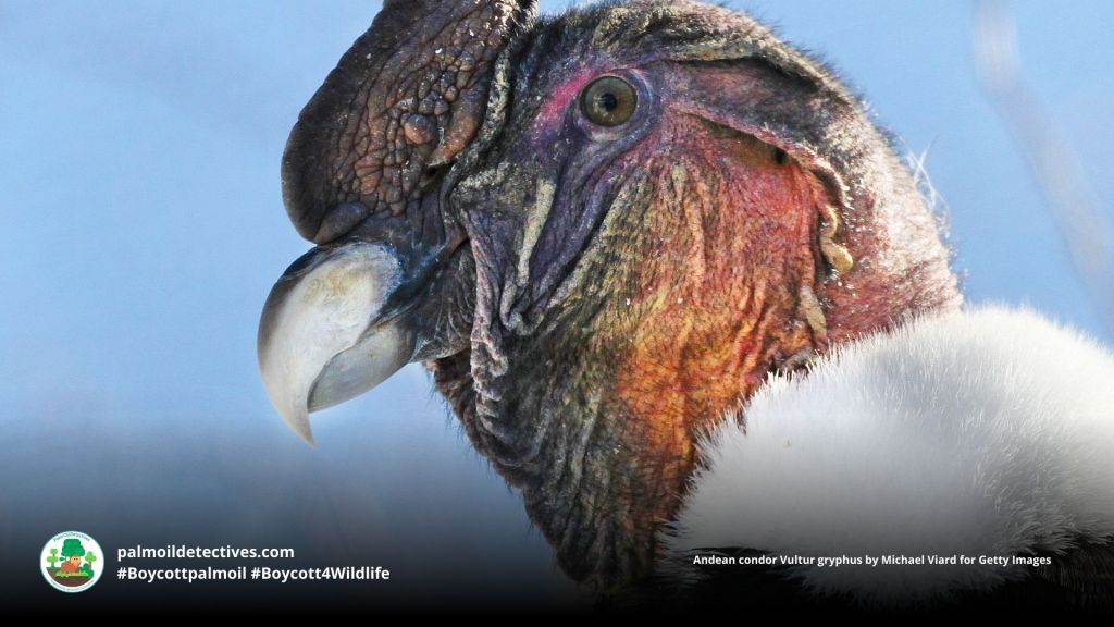 Andean condor Vultur gryphus by Michael Viard for Getty Images (2)