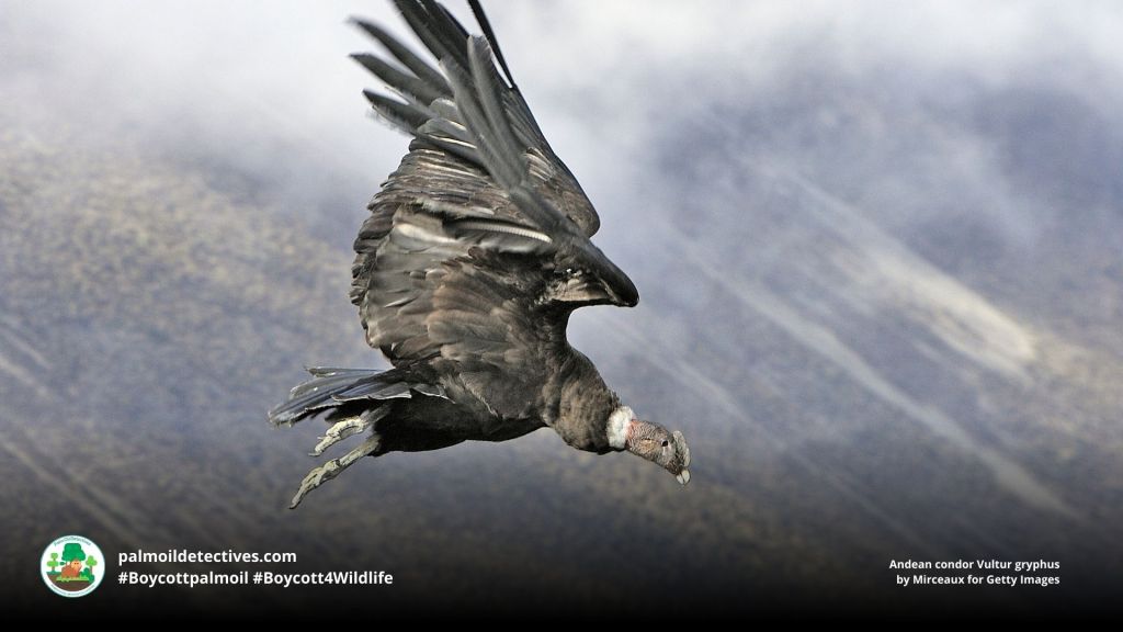 Andean condor Vultur gryphus by Mirceaux for Getty Images
