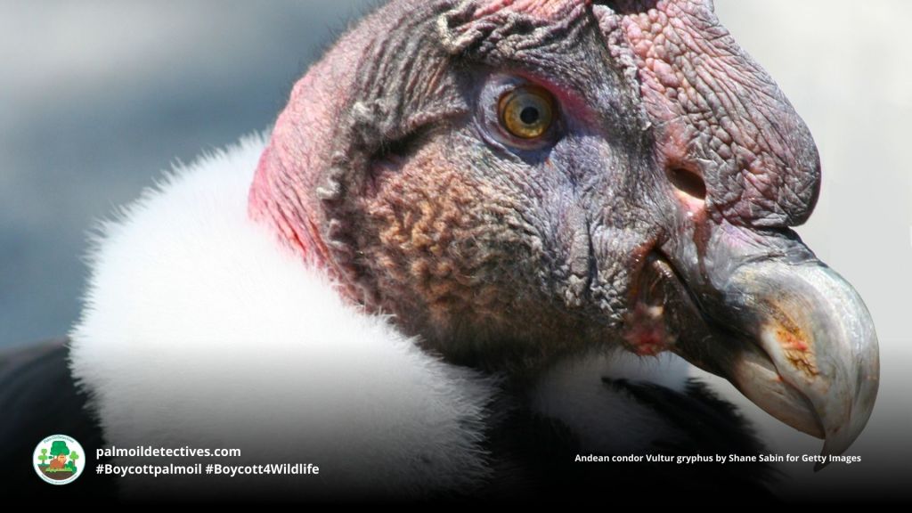Andean condor Vultur gryphus by Shane Sabin for Getty Images