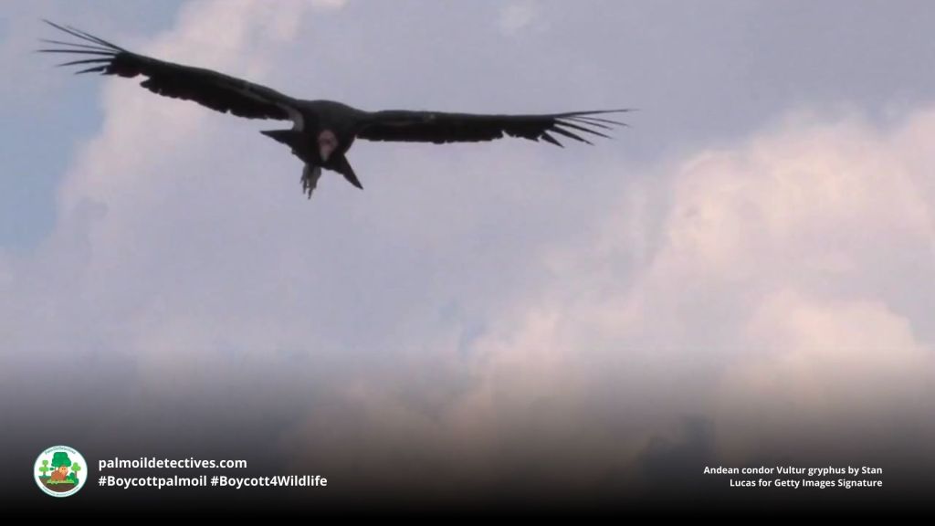 Andean condor Vultur gryphus by Stan Lucas for Getty Images Signature