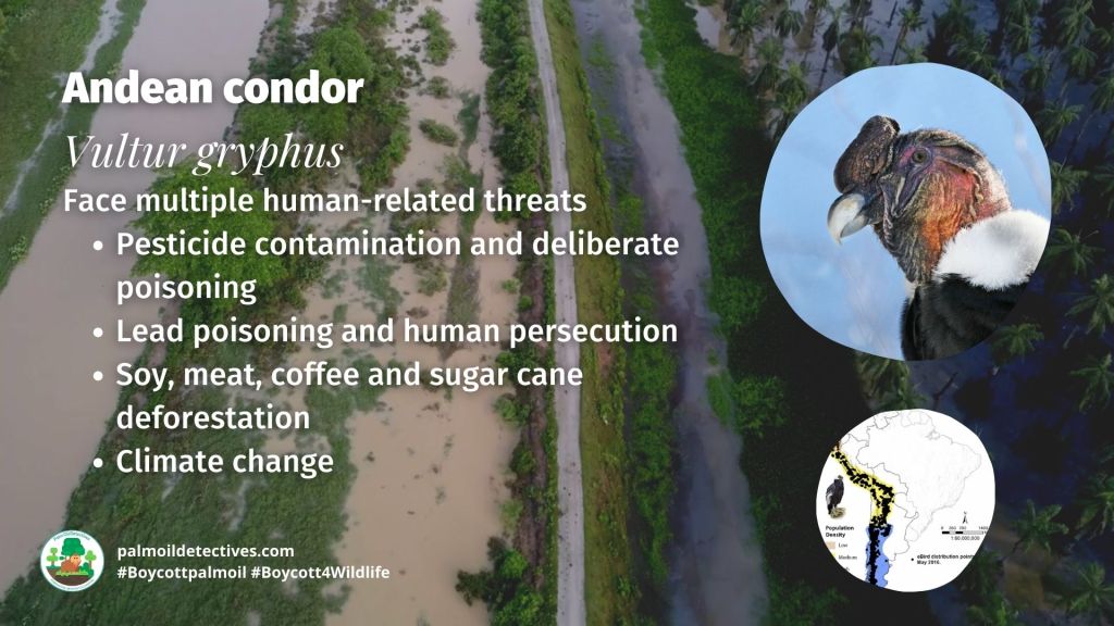 Andean condor Vultur gryphus threats