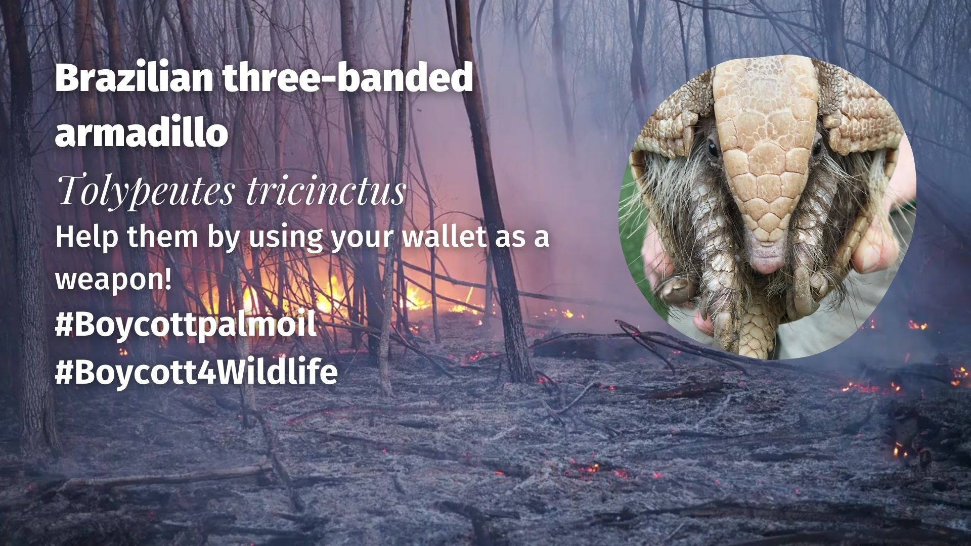 Brazilian three-banded armadillo Tolypeutes tricinctus boycott