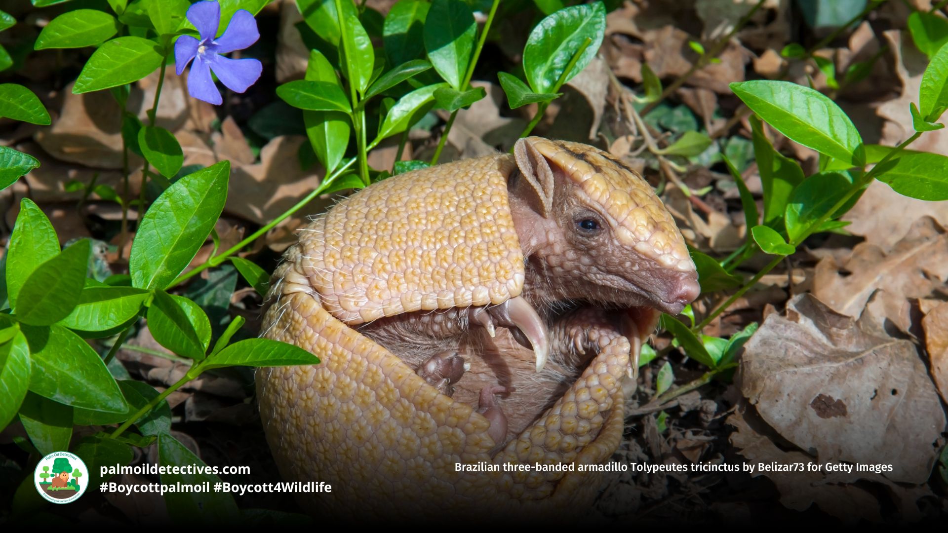 Brazilian three-banded armadillo Tolypeutes tricinctus by Belizar73 for Getty Images (2)