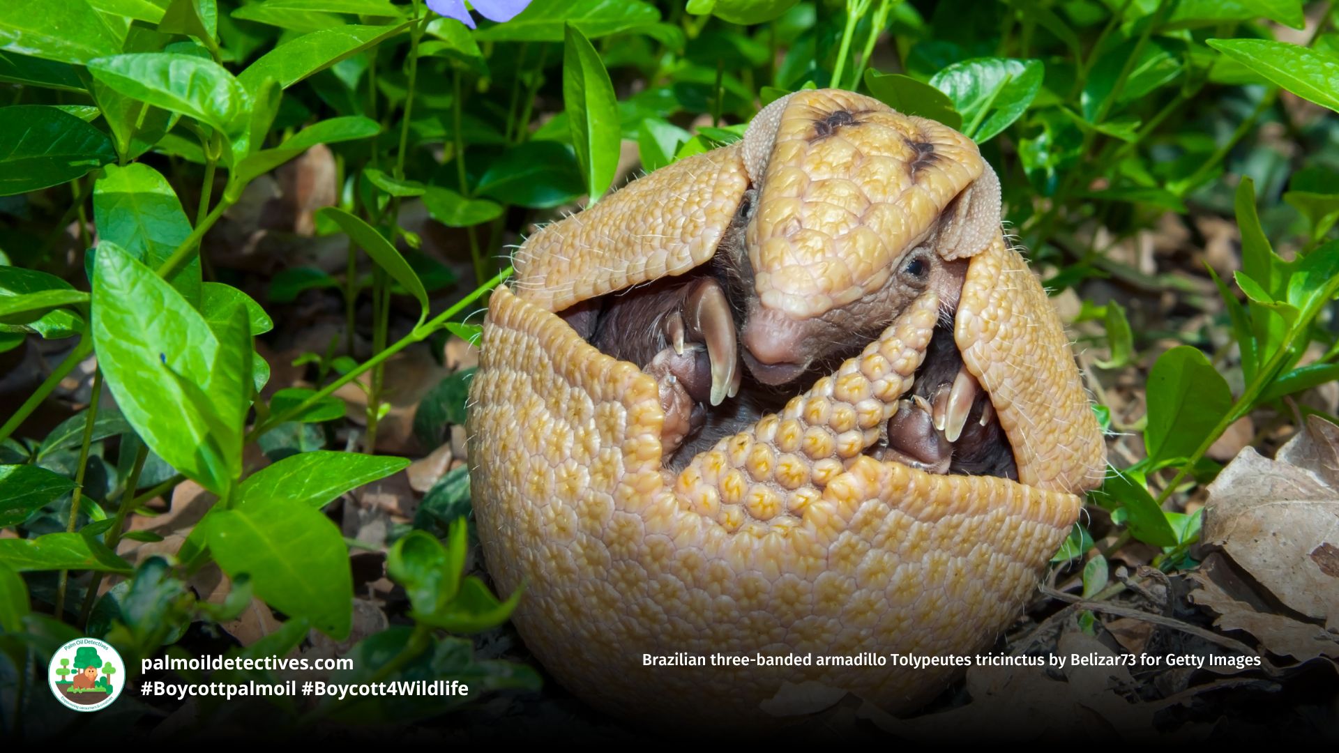 Brazilian three-banded armadillo Tolypeutes tricinctus by Belizar73 for Getty Images (3)