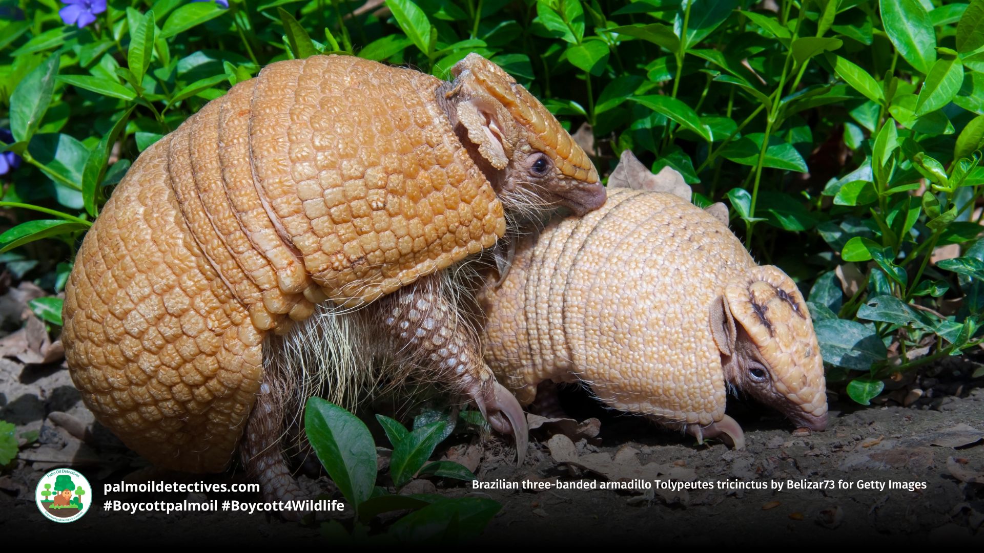 Brazilian three-banded armadillo Tolypeutes tricinctus by Belizar73 for Getty Images