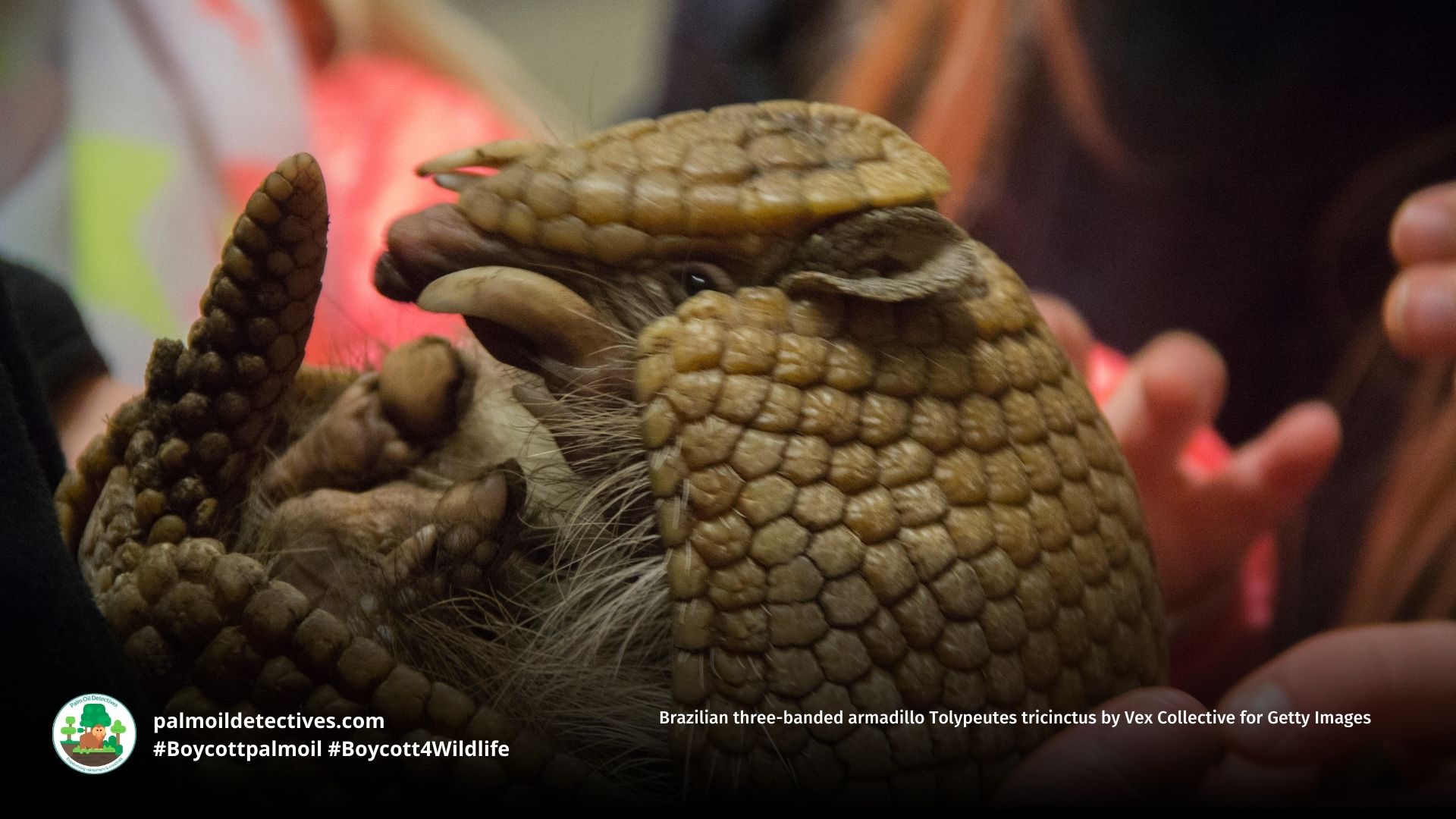 Brazilian three-banded armadillo Tolypeutes tricinctus by Vex Collective for Getty Images