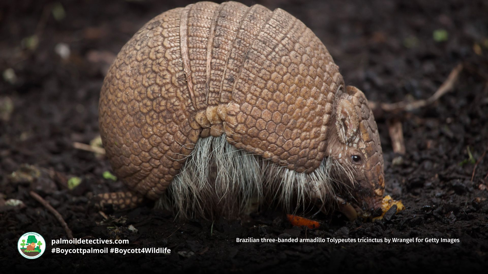 Brazilian three-banded armadillo Tolypeutes tricinctus by Wrangel for Getty Images