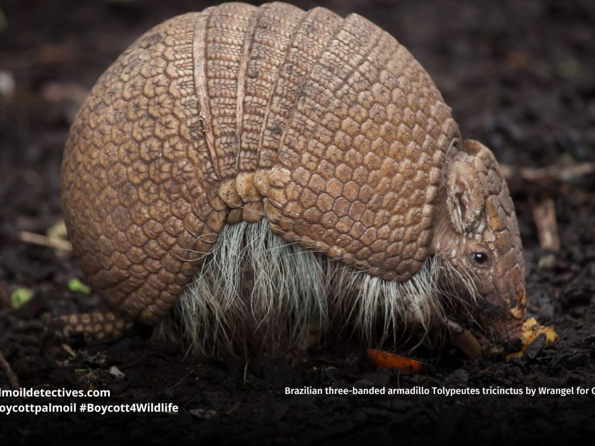 Brazilian three-banded armadillo Tolypeutes&nbsp;tricinctus