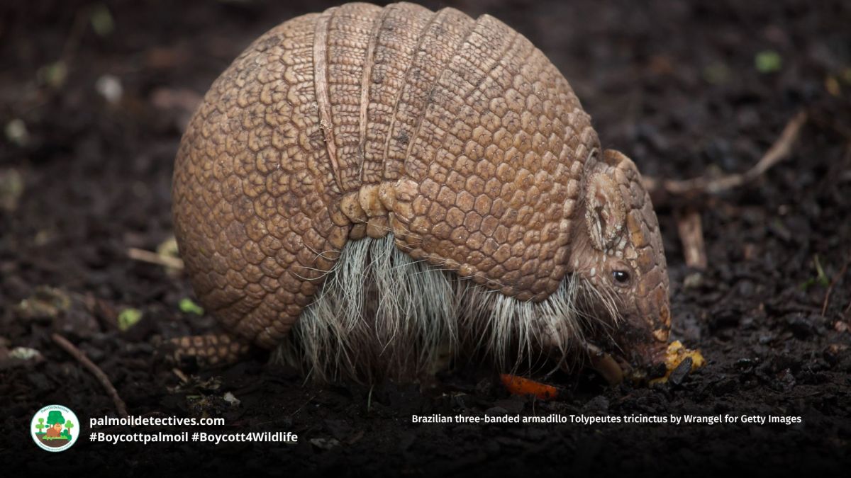 Brazilian three-banded armadillo Tolypeutes&nbsp;tricinctus