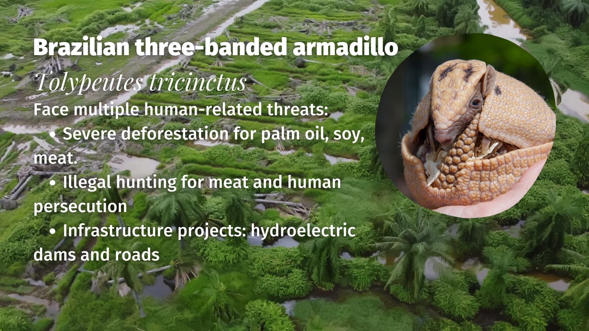 Brazilian three-banded armadillo Tolypeutes tricinctus threats