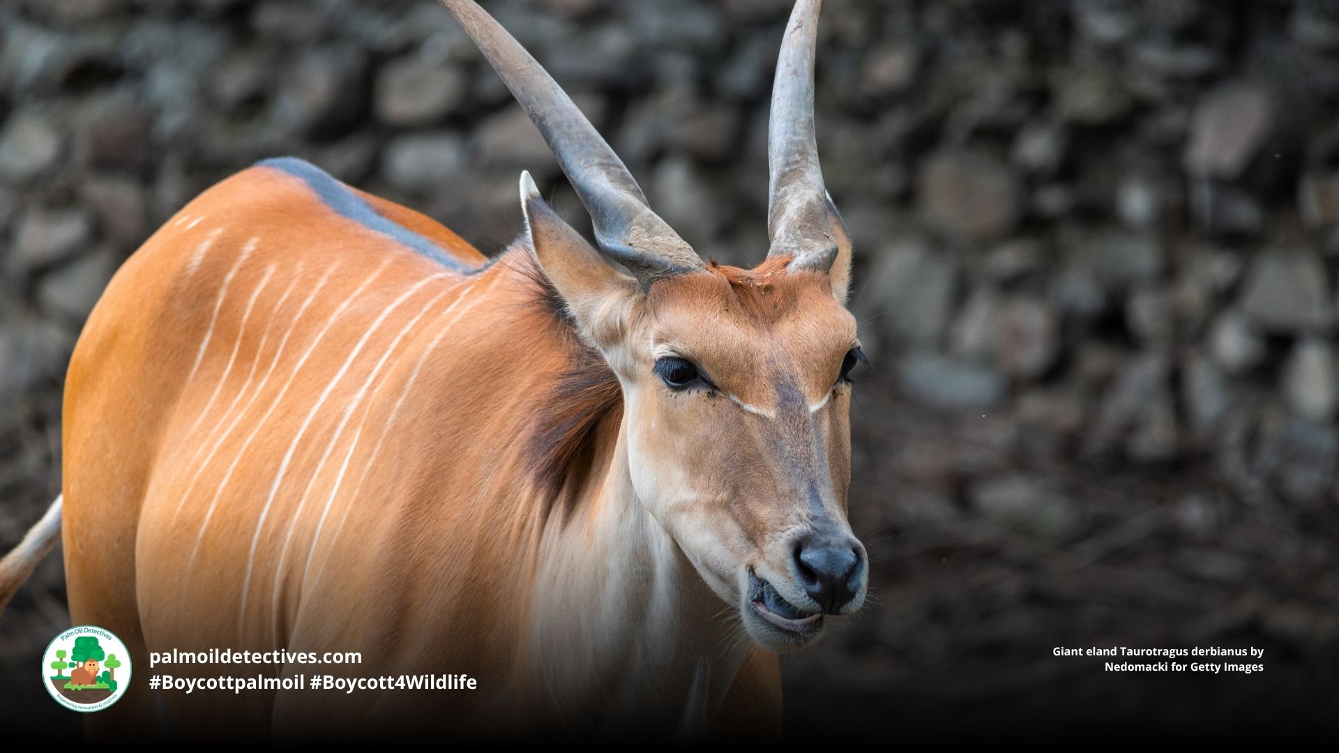Giant Eland Facts: Threats and Survival in Africa Palm Oil Detectives