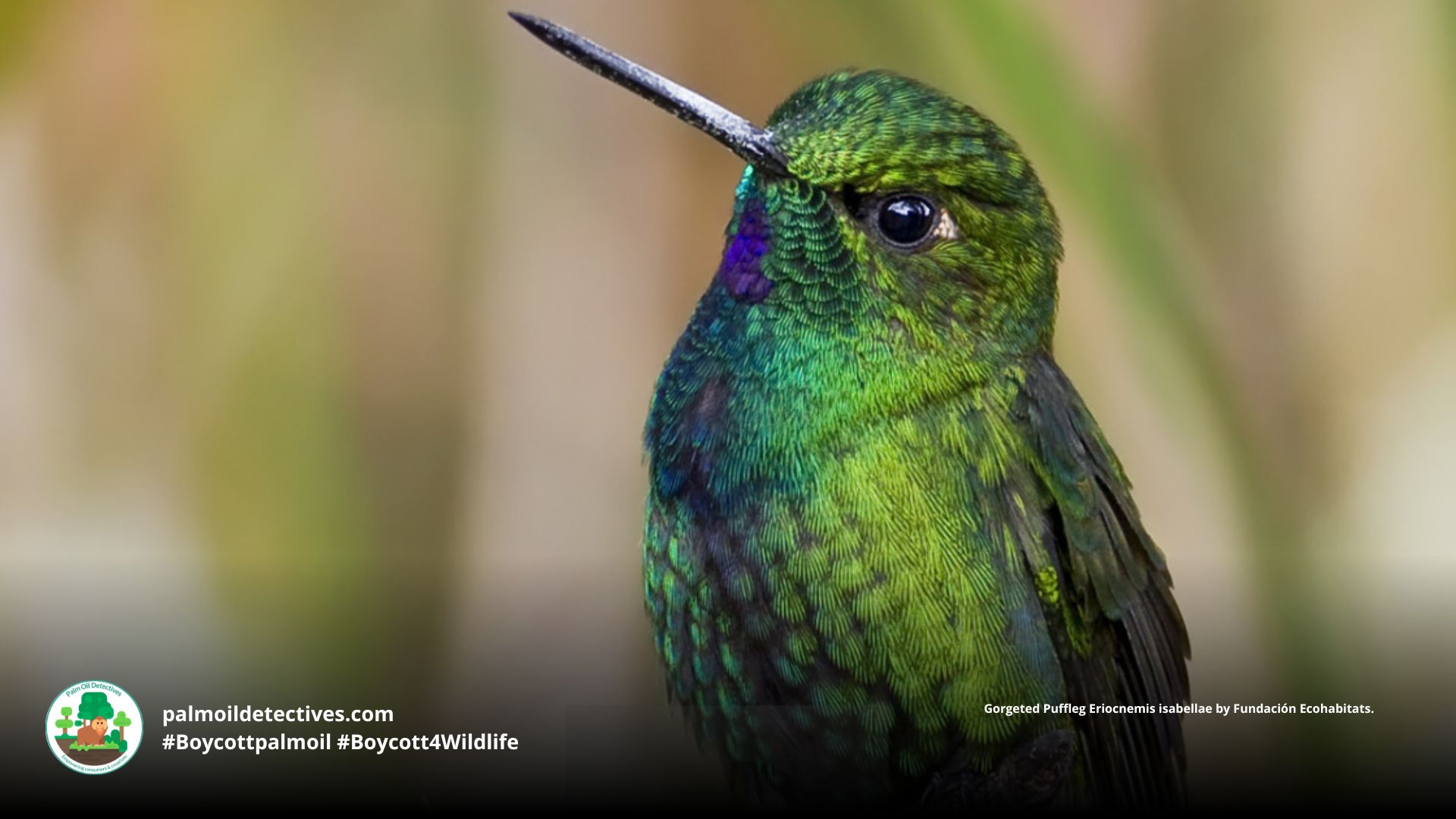Gorgeted Puffleg Facts and Threats in Colombia Palm Oil Detectives