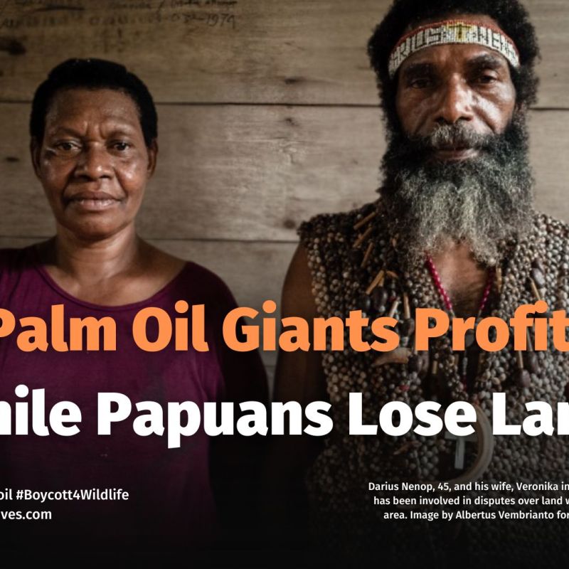 Greasing the Wheels of Colonialism: Palm Oil Industry in West Papua 